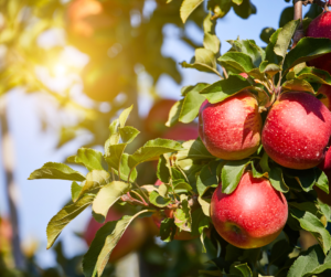 Kashmir: A Journey Through the Apple Orchards