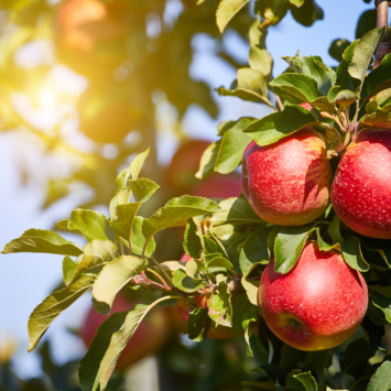 Kashmir: A Journey Through the Apple Orchards