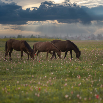 Kashmir in Summer: A Breathtaking Escape — Weather Insights, What to Pack, and Unmissable Attractions